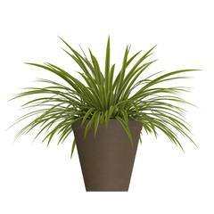 Chlorophytum (spider plant) potted isolated transparent background realistic photo 3d rendering PNG with alpha channel
