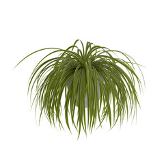 Chlorophytum (spider plant) potted isolated transparent background realistic photo 3d rendering PNG with alpha channel
