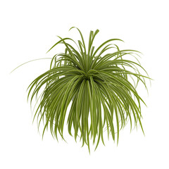 Chlorophytum (spider plant) potted isolated transparent background realistic photo 3d rendering PNG with alpha channel
