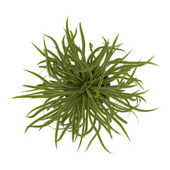 Chlorophytum (spider plant) top view potted isolated transparent background realistic photo 3d rendering PNG with alpha channel
