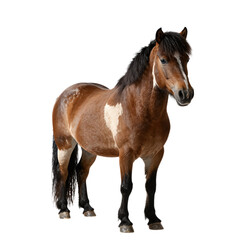 Obraz premium Brown and white horse standing in profile view