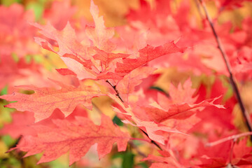 Bright red and orange oak leaves on a branch bathed in warm sunlight during the autumn season