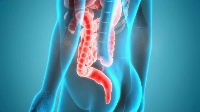 3d rendering of human digestive system showing large and small intestine anatomy in red glow