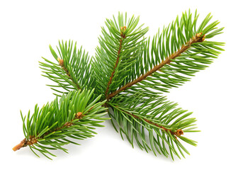 Obraz premium fir tree branch on white