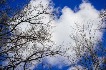 Silhouettes of tree branches with new buds against a bright blue sky with large fluffy white cloud