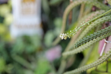 Close-up of Delicate Succulent Flowers Growing Among Vibrant Green Foliage