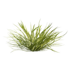 Chlorophytum (spider plant) isolated transparent background realistic sketch PNG with alpha channel
