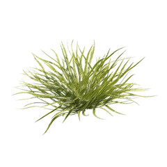 Chlorophytum (spider plant) isolated transparent background realistic sketch PNG with alpha channel

