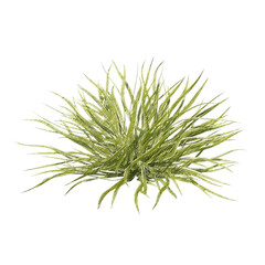 Chlorophytum (spider plant) isolated transparent background realistic sketch PNG with alpha channel
