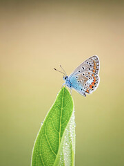 Obraz premium Butterfly resting on green leaf with dewdrops in soft light 