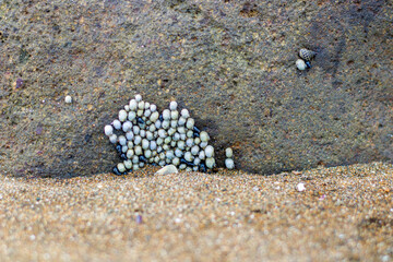 a group of very small sea snails on a rock