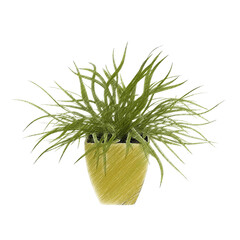 Chlorophytum (spider plant) isolated transparent background realistic sketch PNG with alpha channel
