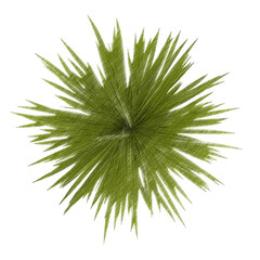 Chlorophytum (spider plant) top view isolated transparent background realistic sketch PNG with alpha channel
