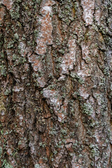 Closeup grey bark texture with lichen, rugged fissures and subtle moss, ideal reference for botanist cataloging surface ecology and microscopic growth patterns in shaded forest