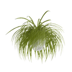 Chlorophytum (spider plant) isolated transparent background realistic sketch PNG with alpha channel
