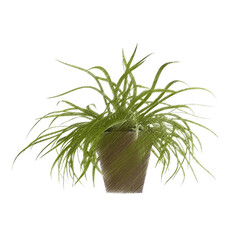 Chlorophytum (spider plant) isolated transparent background realistic sketch PNG with alpha channel
