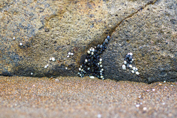 a group of very small sea snails on a rock