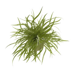 Chlorophytum (spider plant) isolated transparent background realistic sketch PNG with alpha channel
