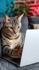 Cute cat rests on a sofa while curiously interacting with a laptop in a vibrant room filled with blue and red neon lights