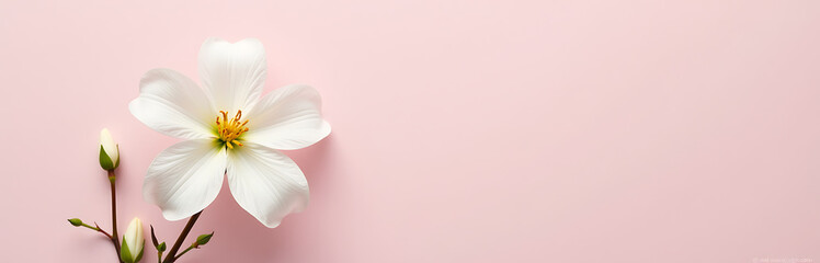 delicate white flower blooms soft pink background intricately detailed petals showcased serene intimate flat