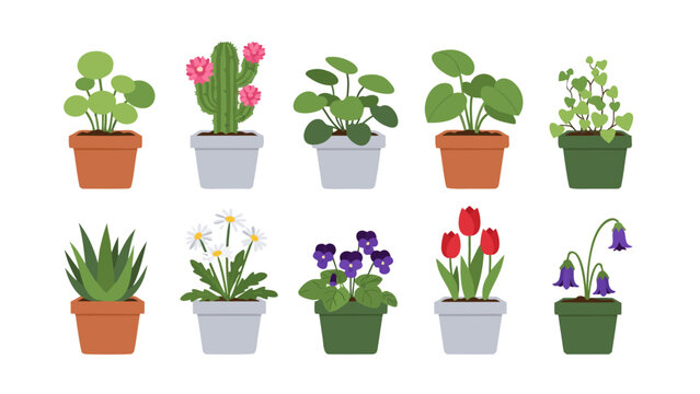 A collection of ten diverse potted plants, featuring various types of green foliage, cacti, and colorful flowering plants, arranged in two rows on a white background.