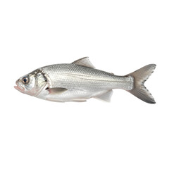 Fototapeta premium Detailed illustration of a silver fish in side view