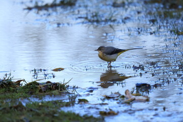 Bergeronnette des ruisseaux dans l'eau