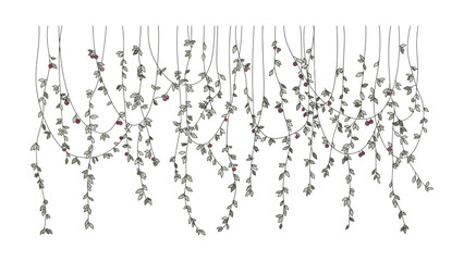 Obraz premium Elegant Hanging Vines: Delicate vines cascade gracefully, adorned with tiny leaves, creating a serene and natural aesthetic. 