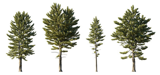 Pinus Strobus (Eastern White Pine) isolated PNG on a transparent background premium nature cutout