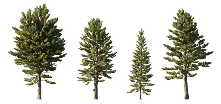 Pinus Strobus (Eastern White Pine) isolated PNG on a transparent background premium nature cutout