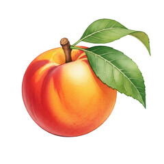 a plump peach with stem and vibrant green leaves, rendered in a detailed, loose wet-on-wet watercolor botanical drawing style on bright textured paper. concept of organic artistry and elegance