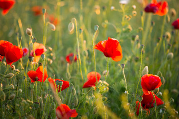 Poppy field in summer