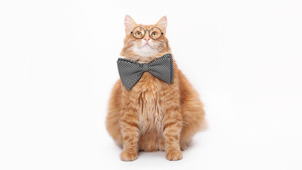 Fototapeta premium Fluffy ginger cat wearing round glasses and black and white bow tie on a pure white background. Studio portrait for advertising, branding, educational and humorous projects.