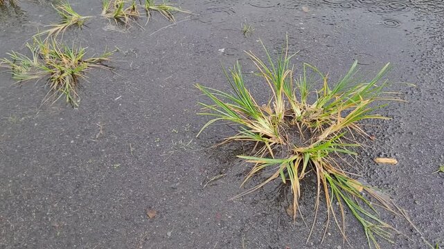 Bermuda grass and temporary puddle on the plain