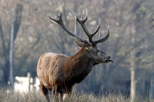 cerf
