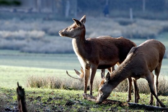 biche