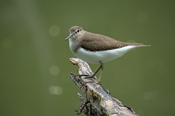 A Common sandpiper perches on a branch