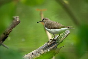 A Common sandpiper perches on a branch
