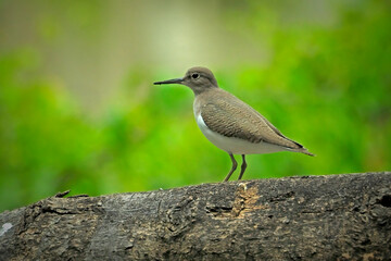 A Common sandpiper perches on a branch