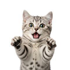young silver-grey british shorthair kitten frozen mid-air, paws outstretched, displaying wide green eyes and a shocked expression against a bright white studio background. concept of funny pet