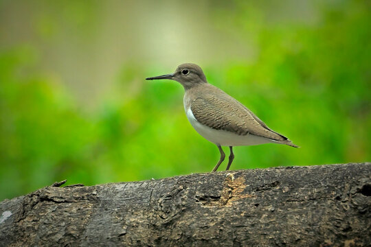A Common sandpiper perches on a branch