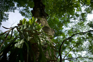Tanduk Rusa, deer antler ferns, Platycerium coronarium or Staghorn Fern in the garden