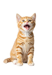 adorable 8-week-old ginger tabby kitten with vibrant orange fur and large green eyes meowing loudly, sitting upright on a transparent background. concept of demanding pet humor