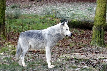 loup