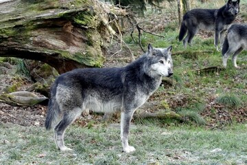 loup