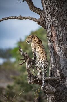 View of a poised leopard perched high on a weathered tree branch, its spotted coat contrasting with the grey bark, Kruger National Park, Mpumalanga, South Africa.