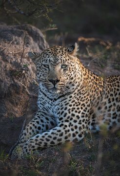 View of a majestic leopard, its coat a tapestry of black rosettes on golden fur, rests serenely in the warm African sun, Kruger National Park, Mpumalanga, South Africa.