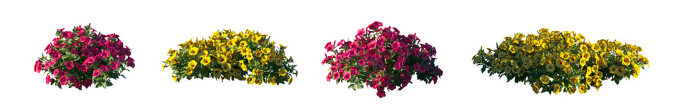 Petunia Hybrida red and yellow flower plant isolated PNG on a transparent background premium nature cutout isolated PNG on a transparent background premium nature cutout