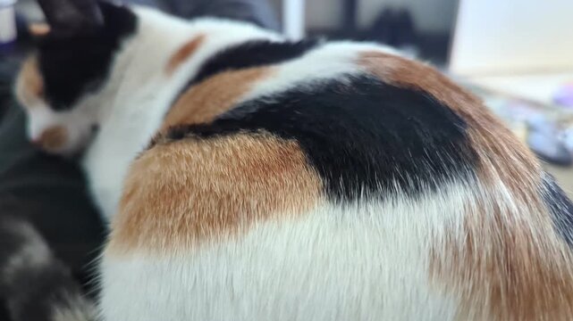 Close-up view of a human hand gently petting the soft, multi-colored fur of a relaxed calico cat. A moment of comfort, affection, and the bond between pet and owner