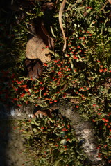 Red moss spreads across rocks in the mountains